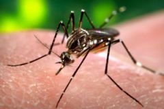 FAPESP and MRC selected project on Zika 