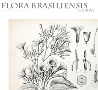 FAPESP abre exposição Flora Brasiliensis On-Line