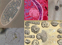 Biota lança chamada para estudar a biodiversidade de microrganismos 