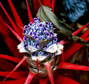 Flora Fanerogâmica