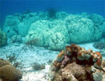 Estudo propõe monitoramento dos ecossistemas costeiros marinhos
