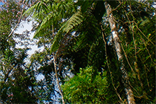 FAPESP and NERC support research in Brazilian Biomes